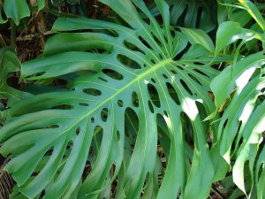 1200px-starr_080731-9572_monstera_deliciosa
